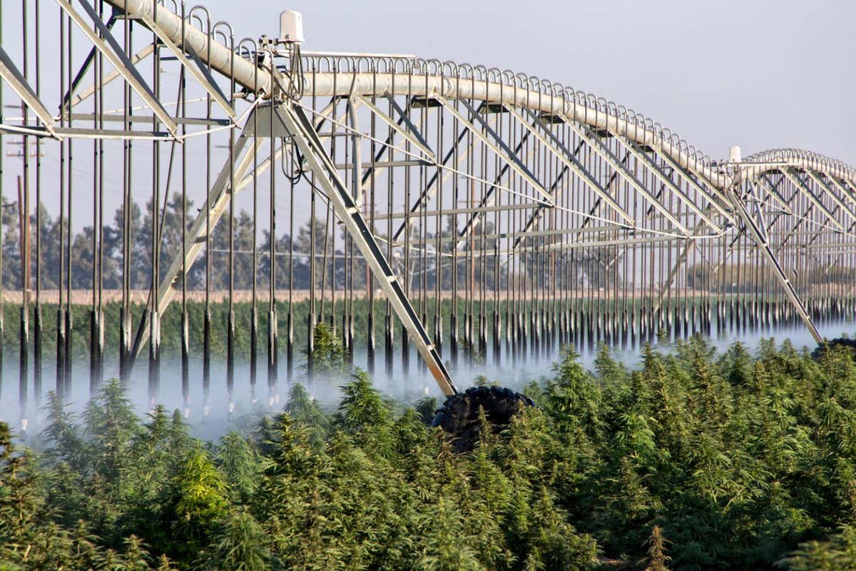 Irrigation System operating on Cannabis farm